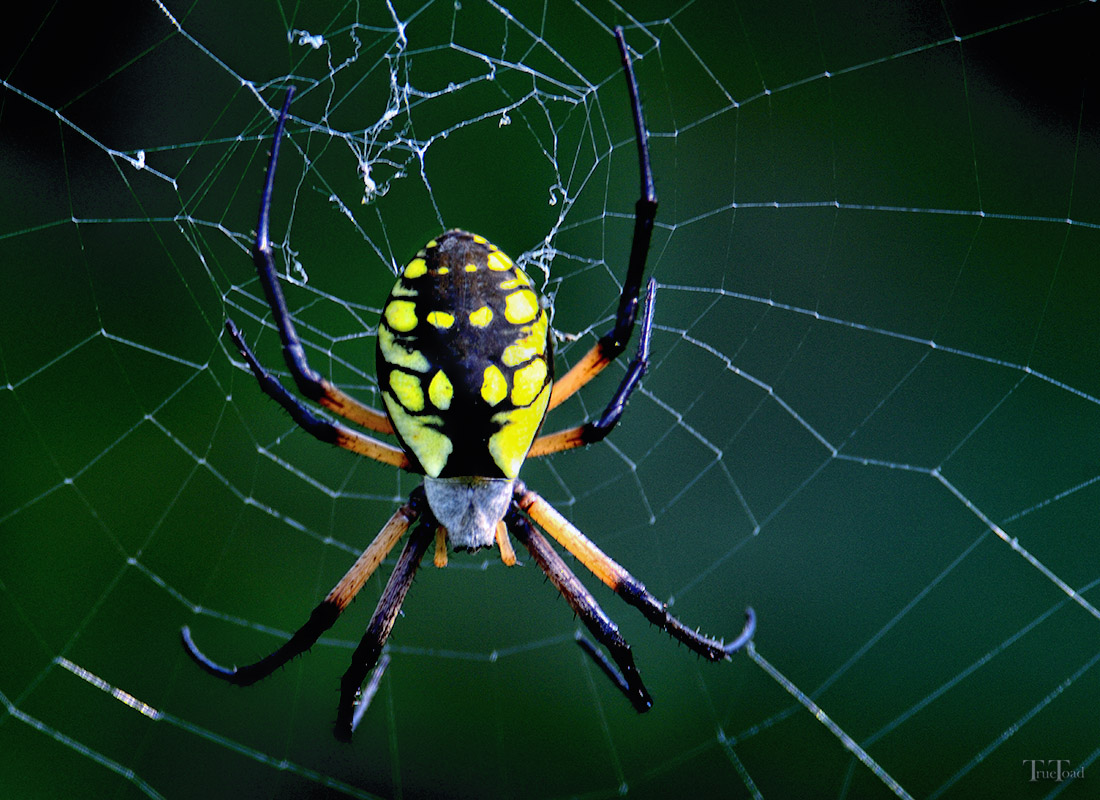 Black and Yellow Garden Spider showing bold striped pattern and large orb web